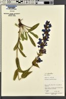 Penstemon cyananthus var. cyananthus image