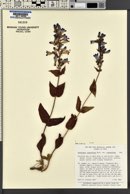 Penstemon cyananthus image