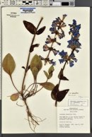 Penstemon cyananthus image
