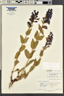 Penstemon cyananthus image