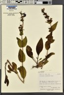 Penstemon cyananthus image