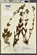 Penstemon cyananthus var. cyananthus image