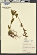 Penstemon cyananthus var. cyananthus image