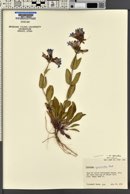Penstemon cyananthus var. cyananthus image