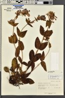 Penstemon cyananthus var. cyananthus image