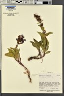 Penstemon cyananthus image