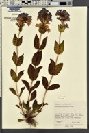 Penstemon cyananthus var. cyananthus image