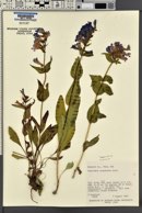 Penstemon cyananthus var. cyananthus image