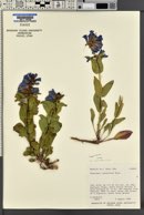 Penstemon cyananthus image