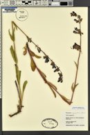 Penstemon subglaber image