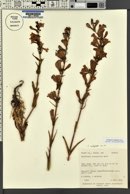 Penstemon subglaber image