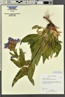 Penstemon subglaber image