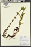 Penstemon cyananthus var. cyananthus image