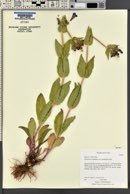 Penstemon cyananthus image