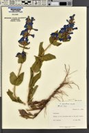 Penstemon cyananthus var. cyananthus image