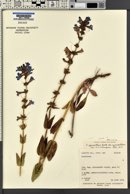 Penstemon cyananthus image