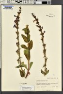 Penstemon cyananthus var. cyananthus image