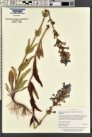 Penstemon cyananthus image