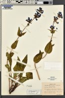 Penstemon cyananthus var. cyananthus image