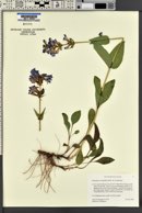 Penstemon cyananthus var. cyananthus image