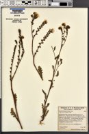 Phacelia brachyloba image