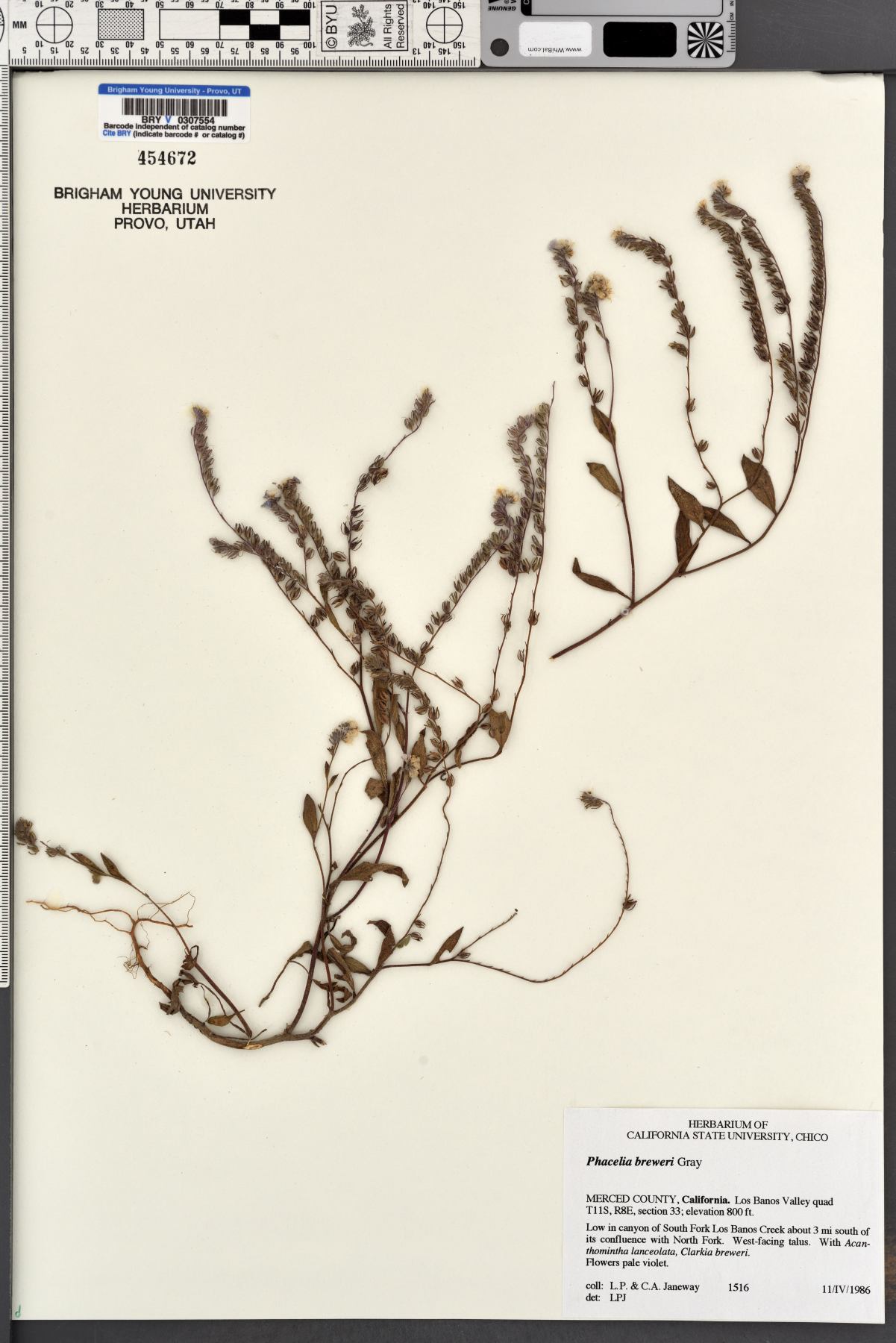 Phacelia breweri image