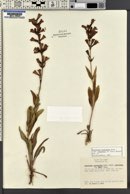 Penstemon cyananthus image