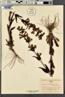 Penstemon cyananthus image