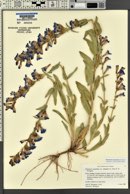 Penstemon perpulcher image