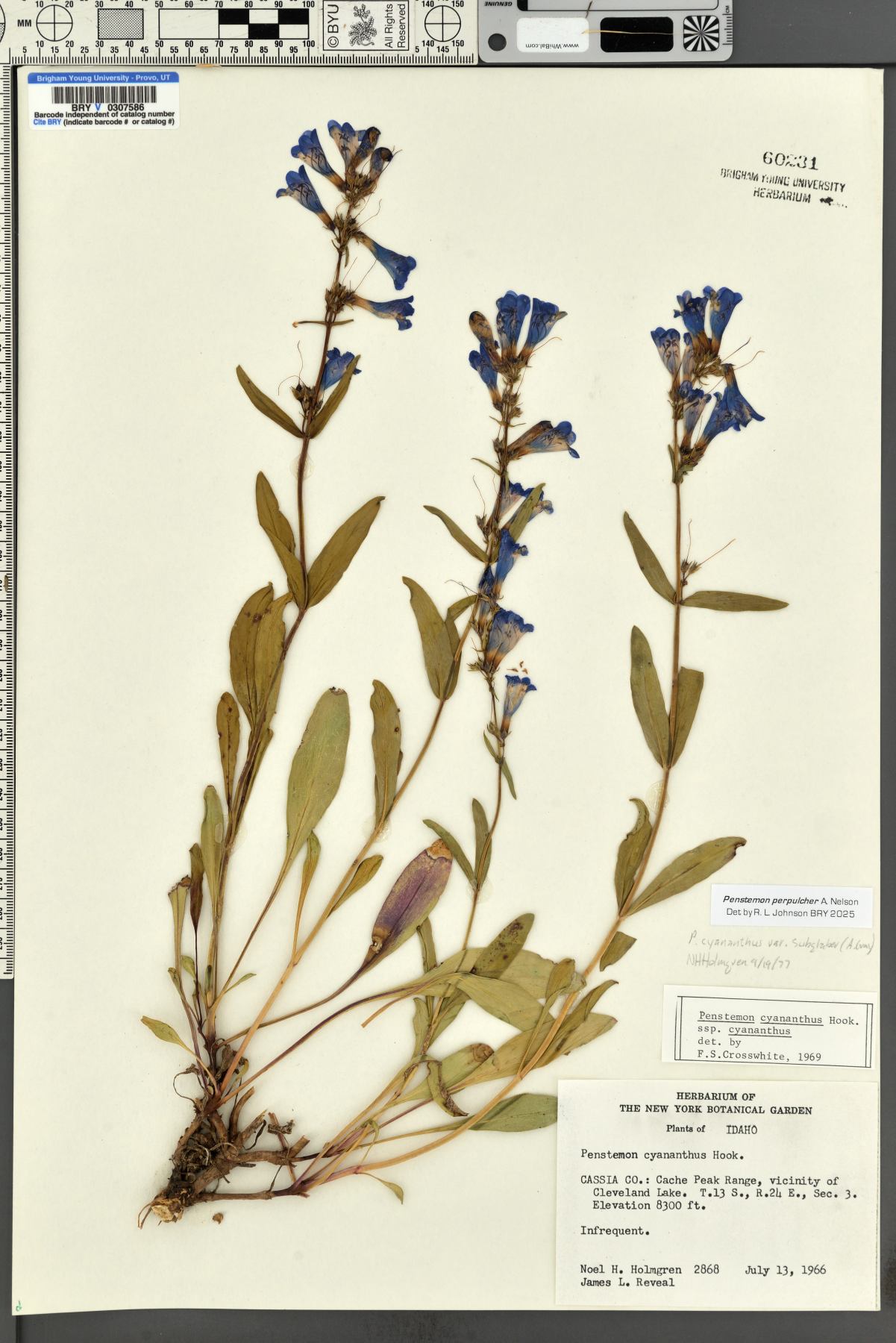 Penstemon perpulcher image