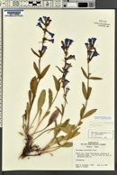 Penstemon perpulcher image