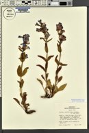 Penstemon perpulcher image
