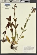 Penstemon cyananthus var. subglaber image