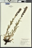 Phacelia sericea image