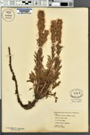 Phacelia sericea image