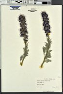 Phacelia sericea image