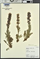 Phacelia sericea image