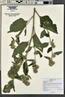 Arctium minus image