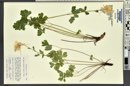 Aquilegia coerulea image