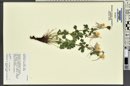 Aquilegia coerulea image