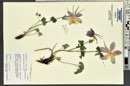 Aquilegia coerulea image