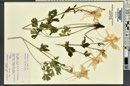 Aquilegia coerulea image