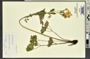 Aquilegia coerulea image