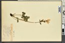 Aquilegia coerulea image