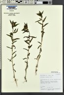 Collomia linearis image