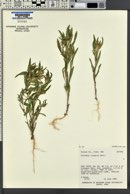 Collomia linearis image