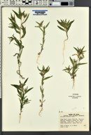 Collomia linearis image