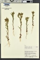 Collomia linearis image