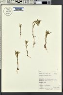 Collomia linearis image