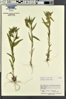 Collomia linearis image